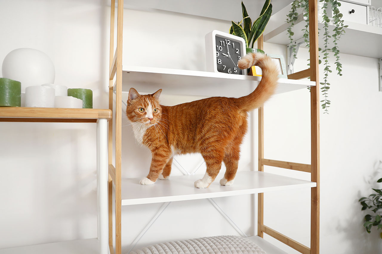 Wenn Sie einen Hund oder eine Katze zu Hause haben, sichern Sie auch Standregale und Schränke gegen Umstürzen.