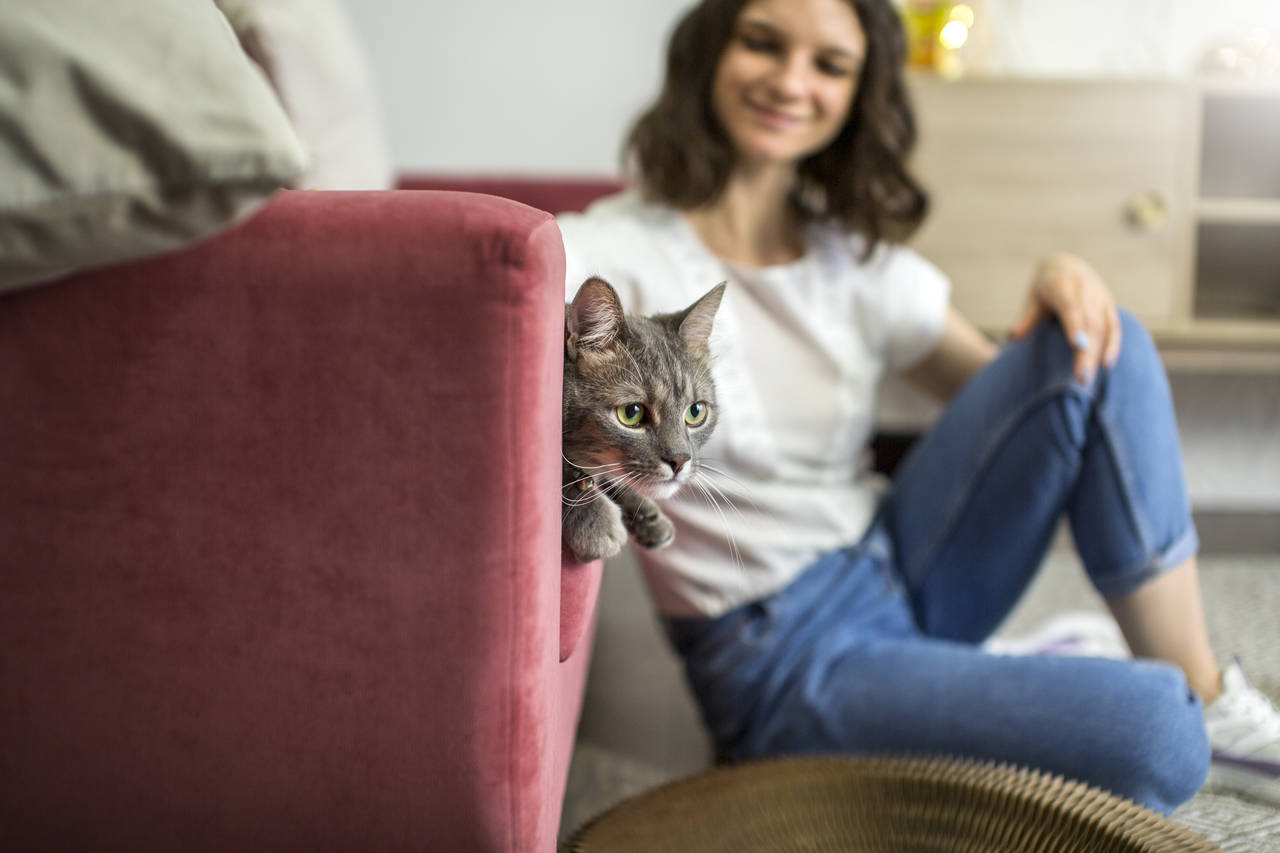 Eine Katze benötigt in der Wohnung nicht viel Platz. (Designed by Freepik)