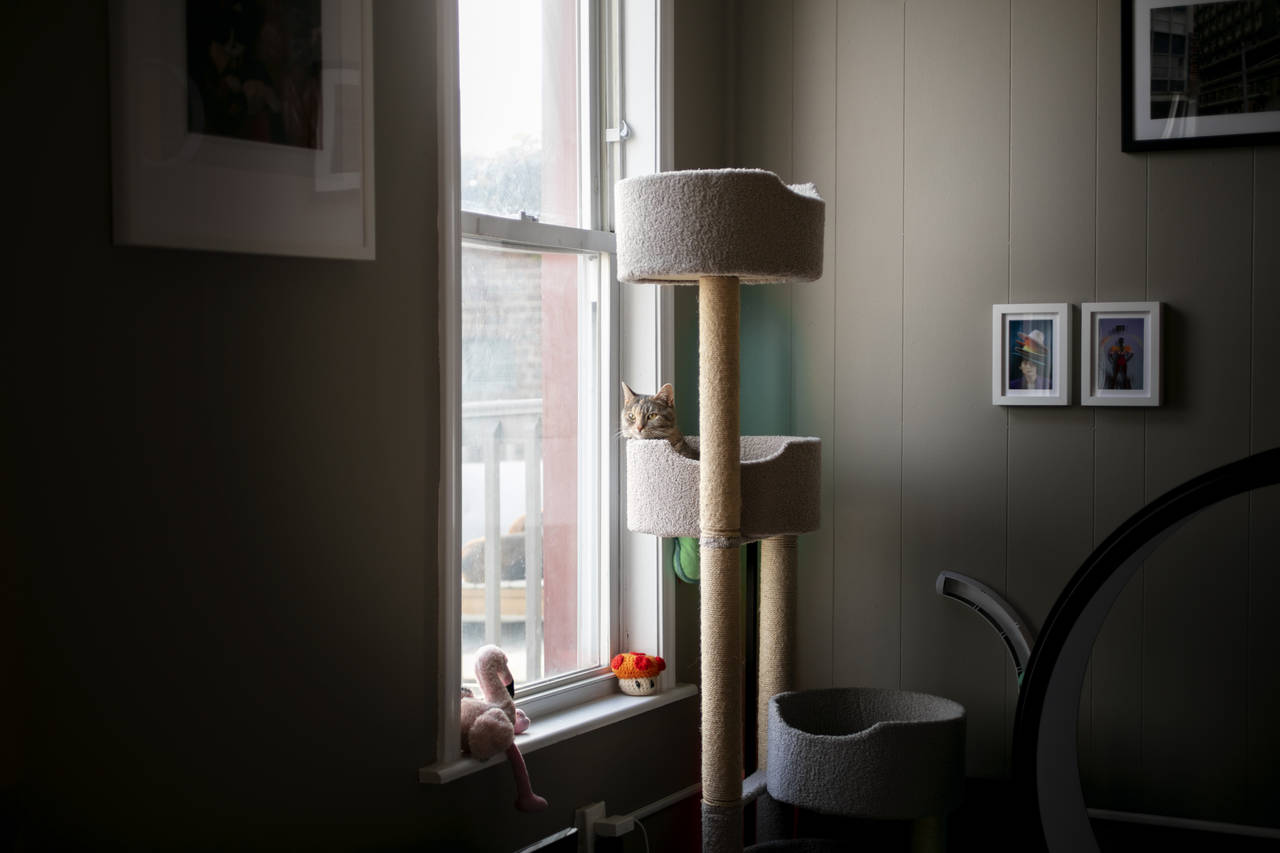 Katzen wollen das Geschehen im Auge haben. (Designed by Freepik)