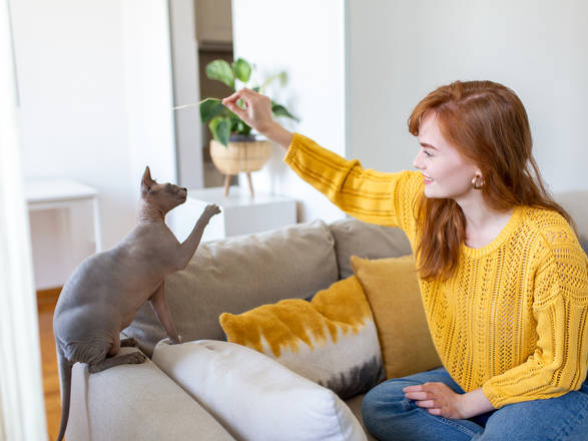 Wie gewöhnt man eine Katze an die Wohnung?